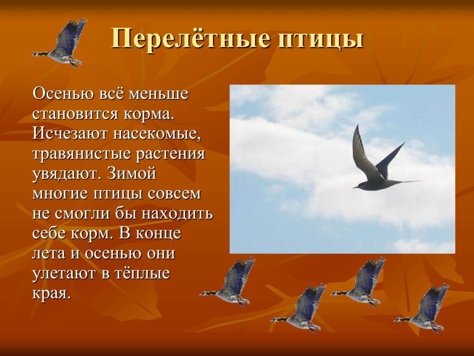 Перелетные птицы Урала для детей