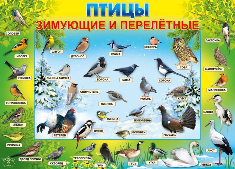 Перелетные птицы Сибирь Сибирь