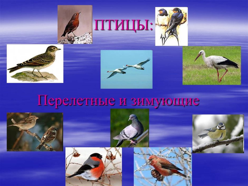 Перелетные птицы которые улетают в теплые края