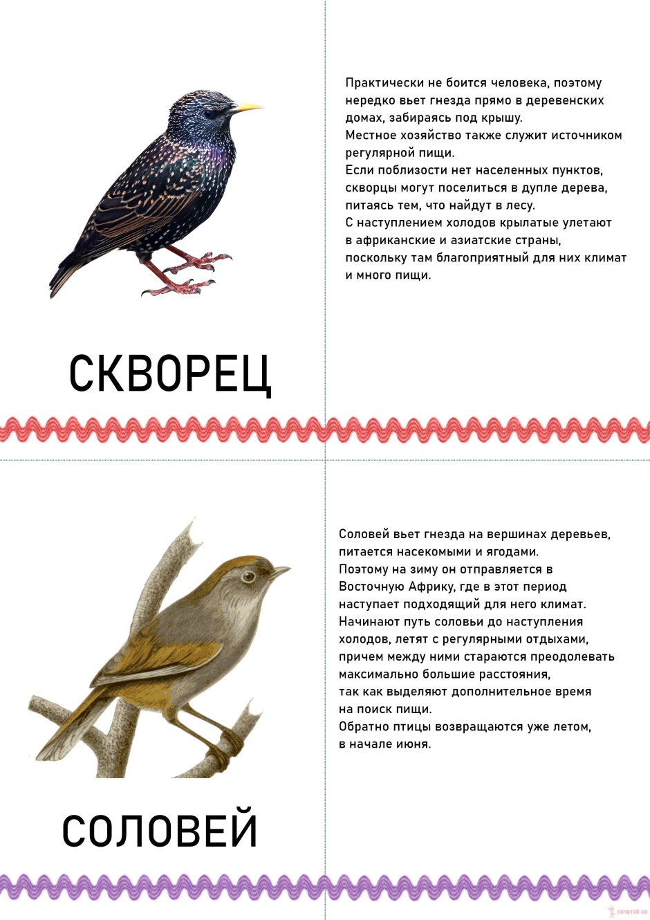 Карточки перелетные и зимующие птицы для детей