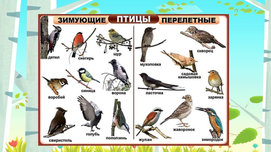 Лексическая тема зимующие птицы в старшей группе для родителей