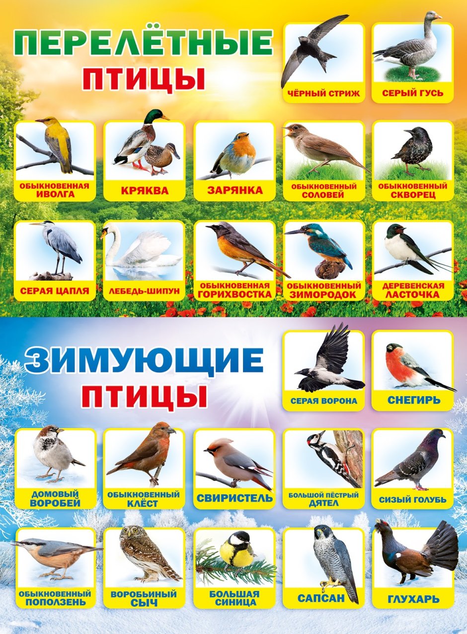 Календарь с птицами