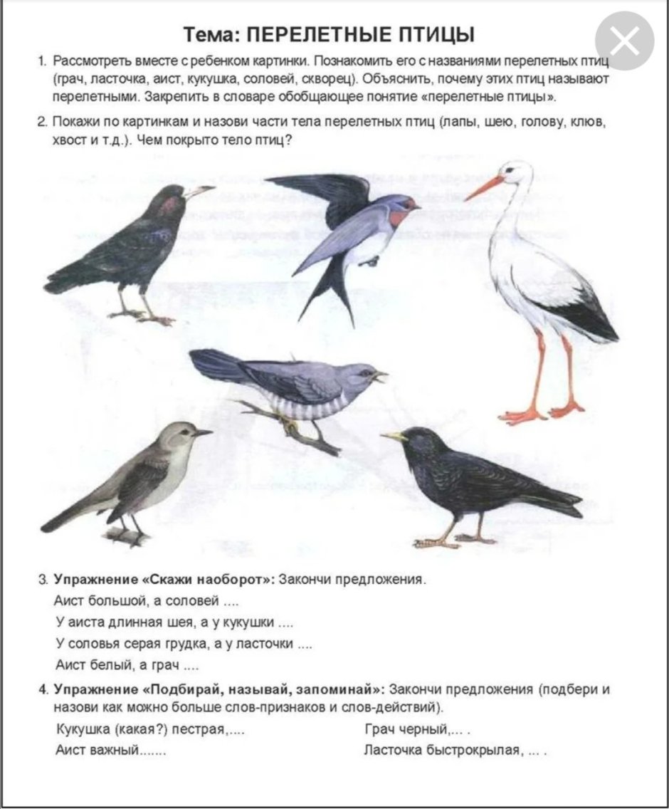 Перелетные птицы карелии