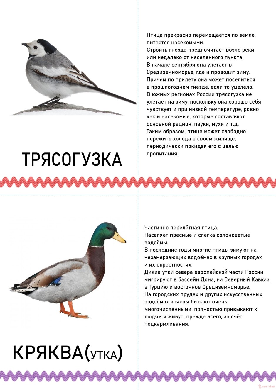Свиристель зимующая птица