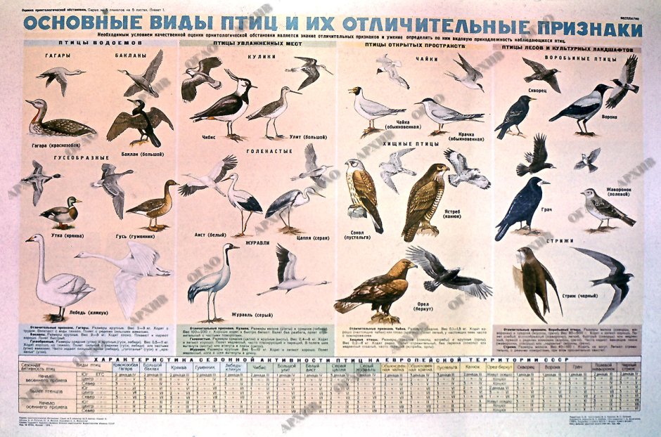 Перелетные и зимующие птицы