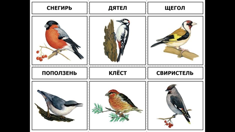 Кукушка на белом фоне для детей