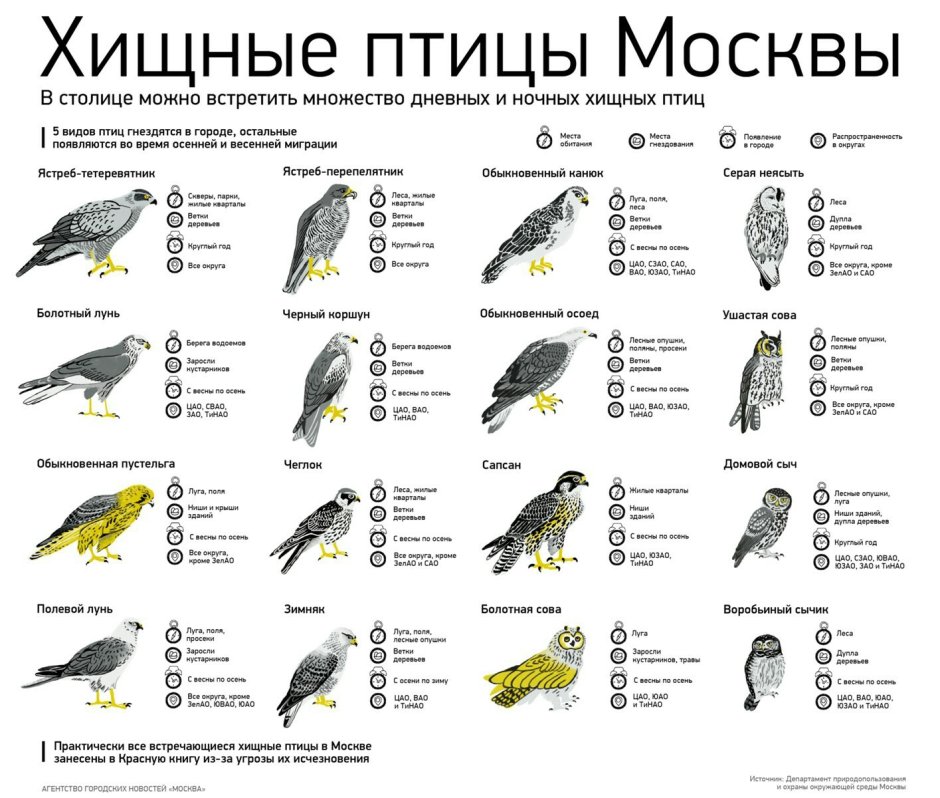 Хищные птицы Подмосковья и описание