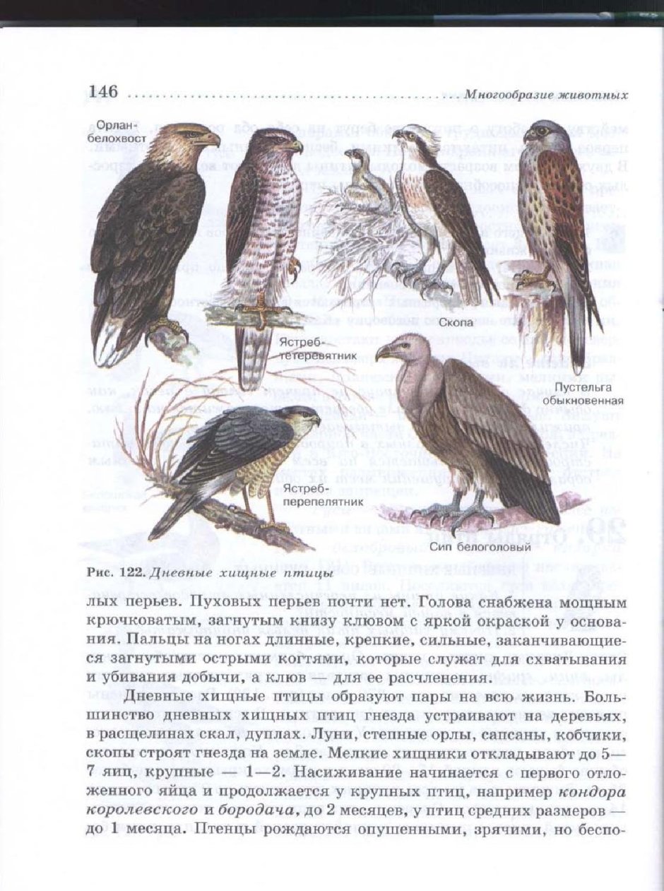 Хищные птицы виды