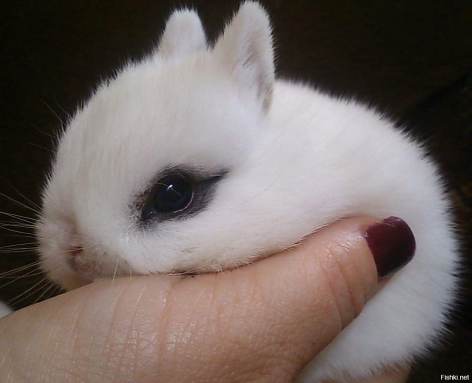 Кролик карликовый хотот