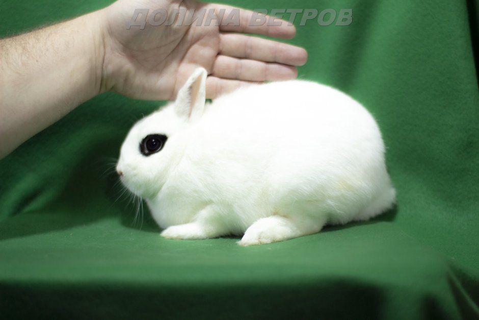 Кролик карликовый хотун