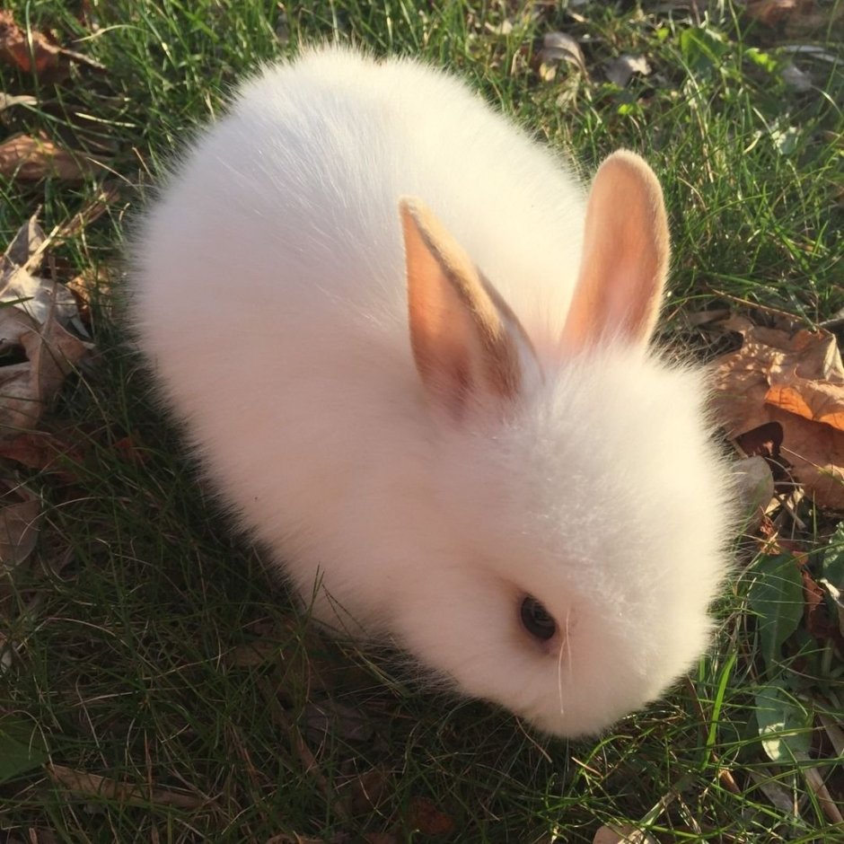 Макет белого кролика tiny Bunny