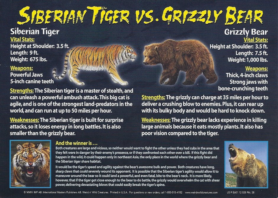 Siberian Tiger vs Grizzly Bear