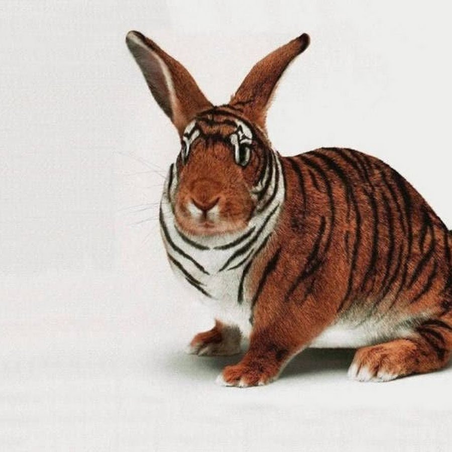 Заяц в тигровой шкуре