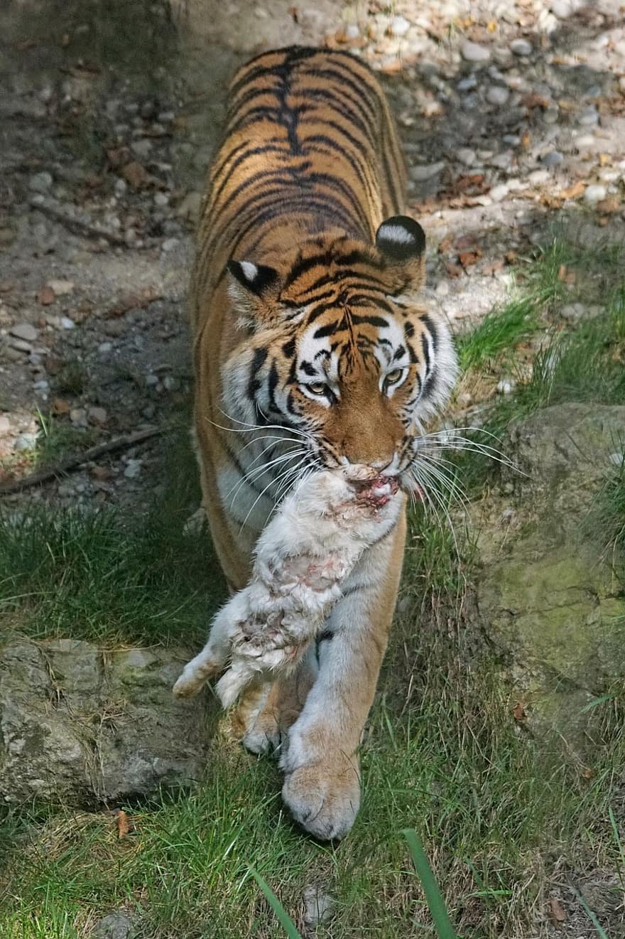 Тигр Тигрович