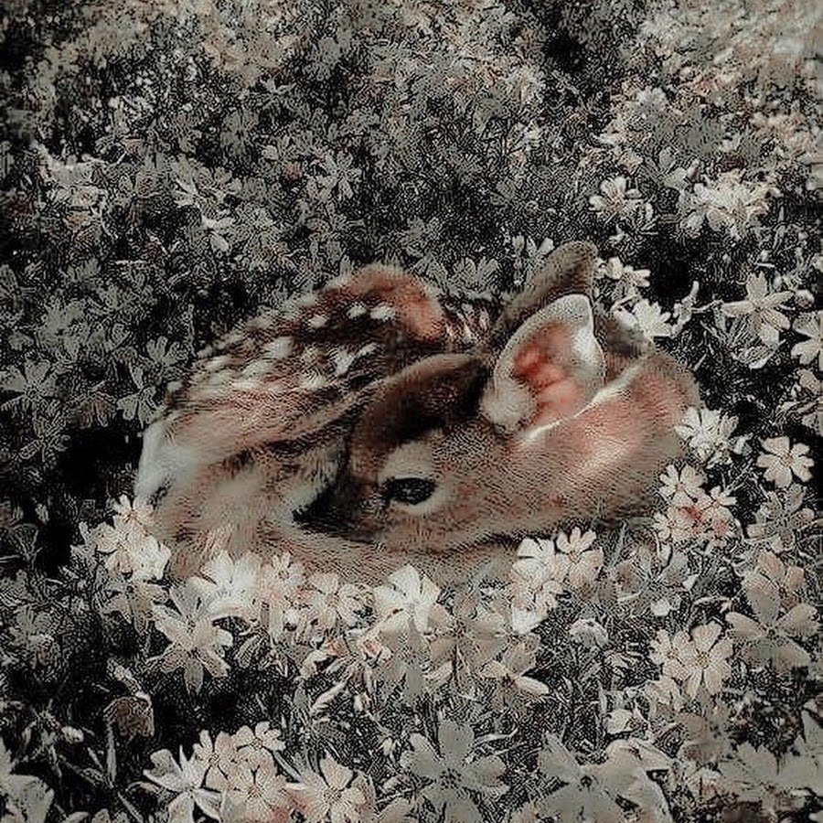 Животное Эстетика