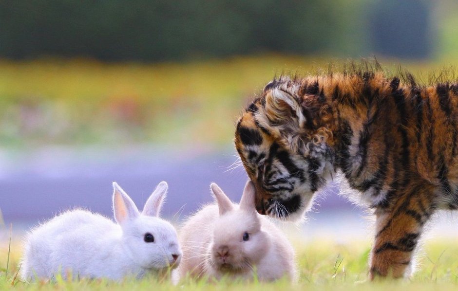 Тигр и заяц