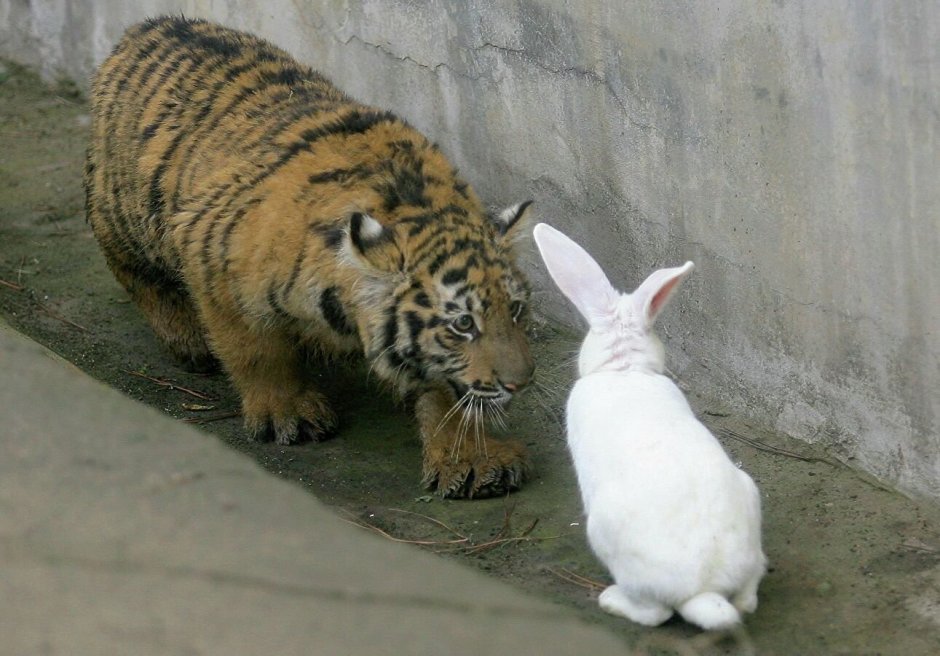 Зайчик и Тигренок