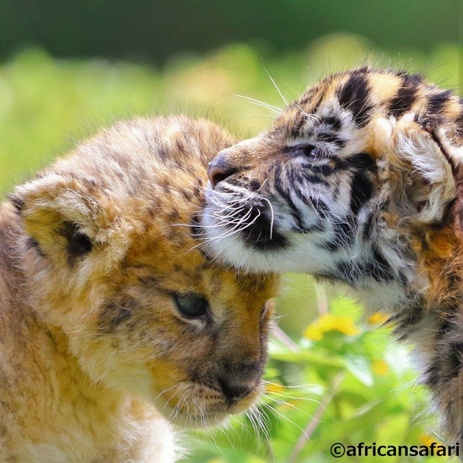 Тигрята и львята тигры львы