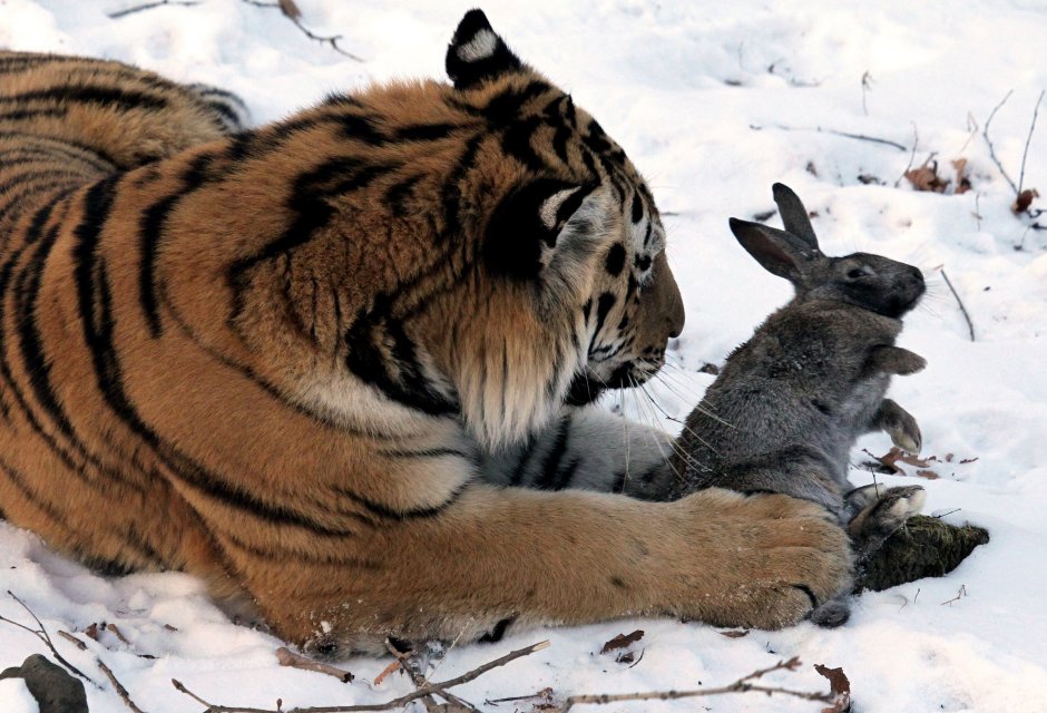 Амурский тигр на охоте