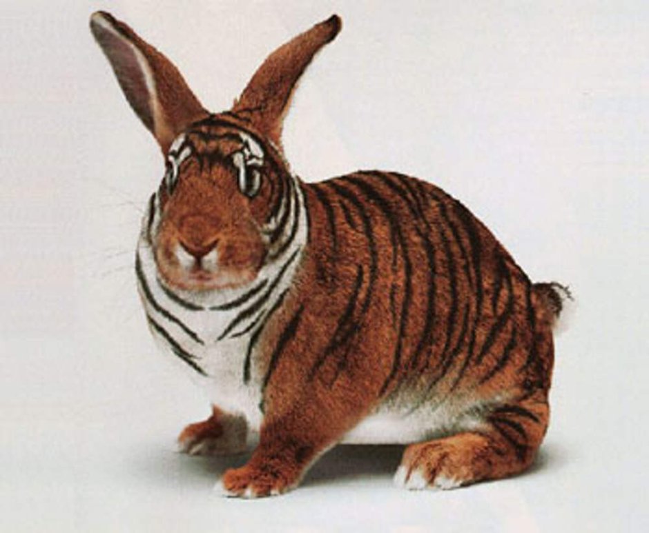 Аннамский полосатый кролик