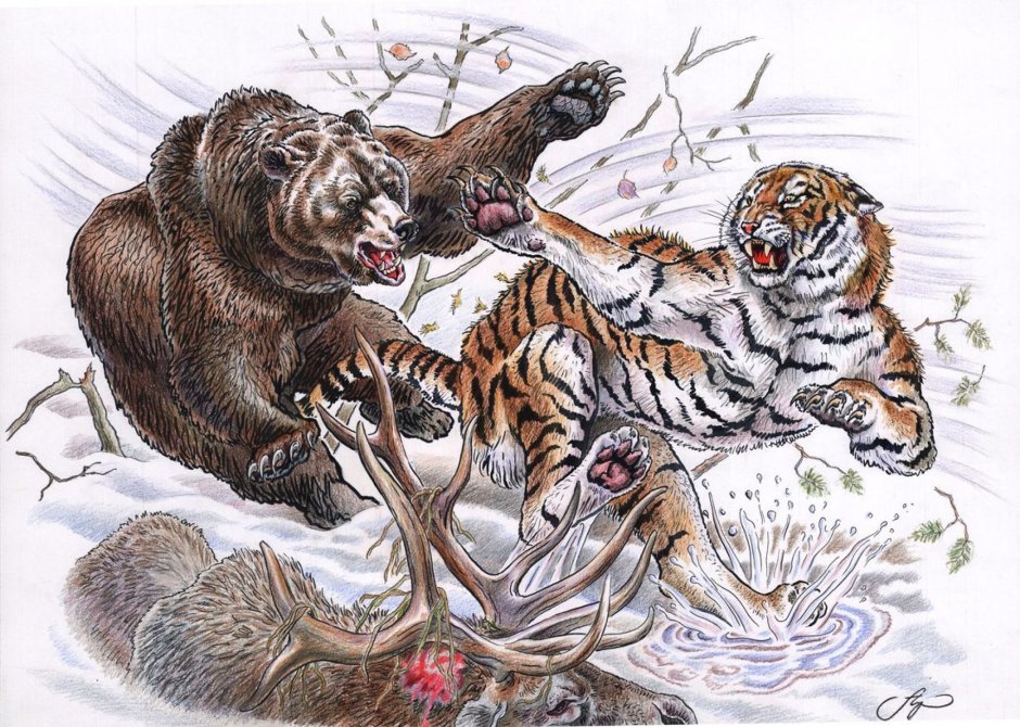 Анималист Вадим Горбатов тигр