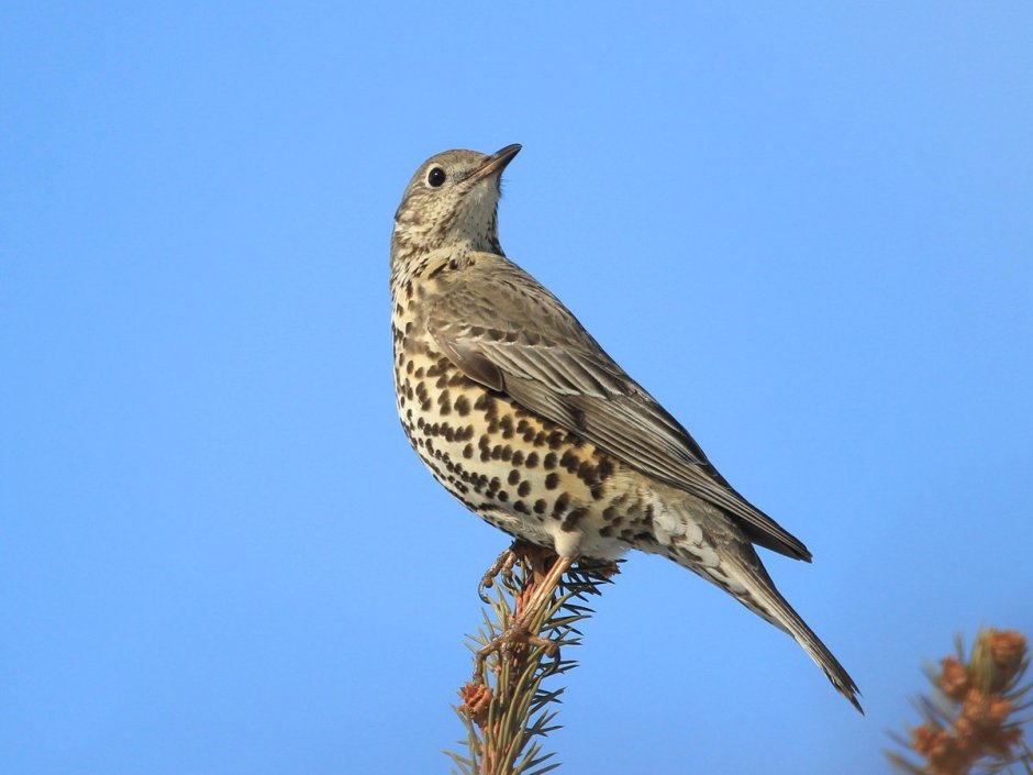 Дрозд-деряба (turdus viscivorus)