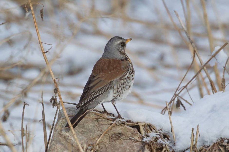 Рябинник (turdus pilaris