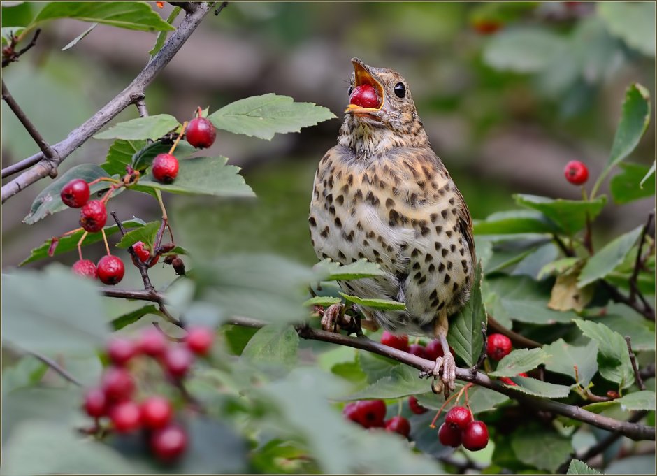 Дрозд-деряба (turdus viscivorus)