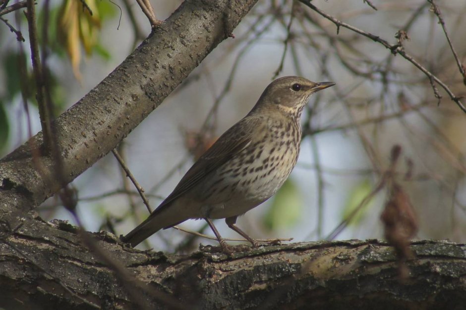 Turdus atrogularis