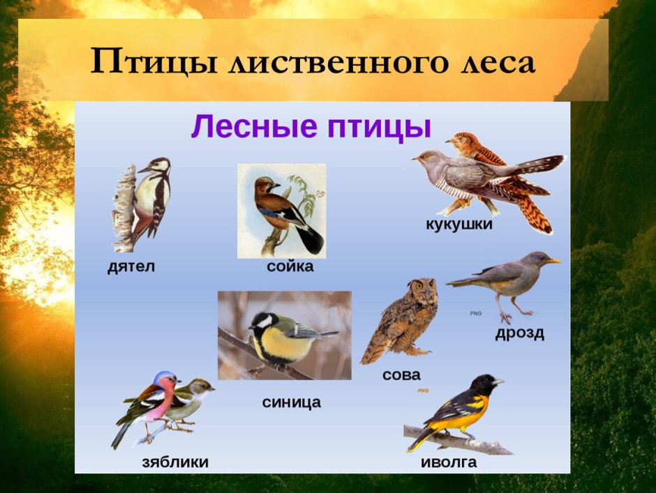 Лесные птицы названия