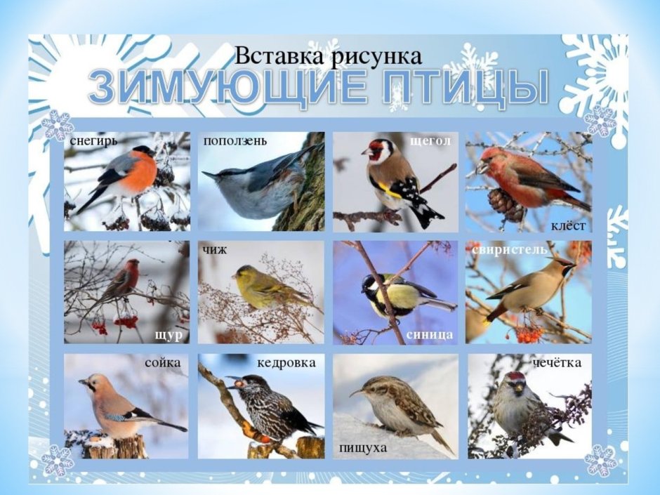 Зяблик Геншин