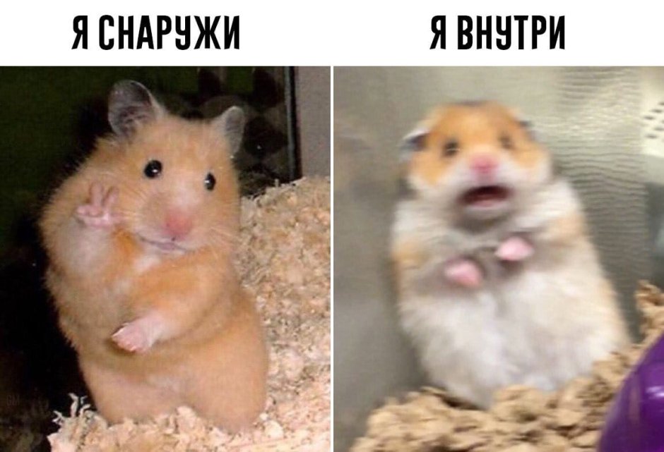 Испуганный хомяк