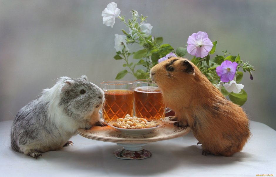 Морские свинки