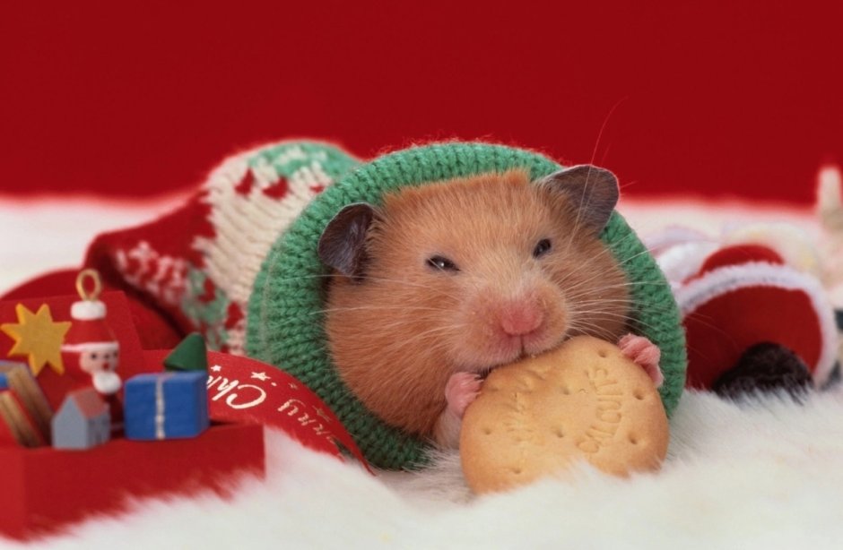 Новогодний хомяк