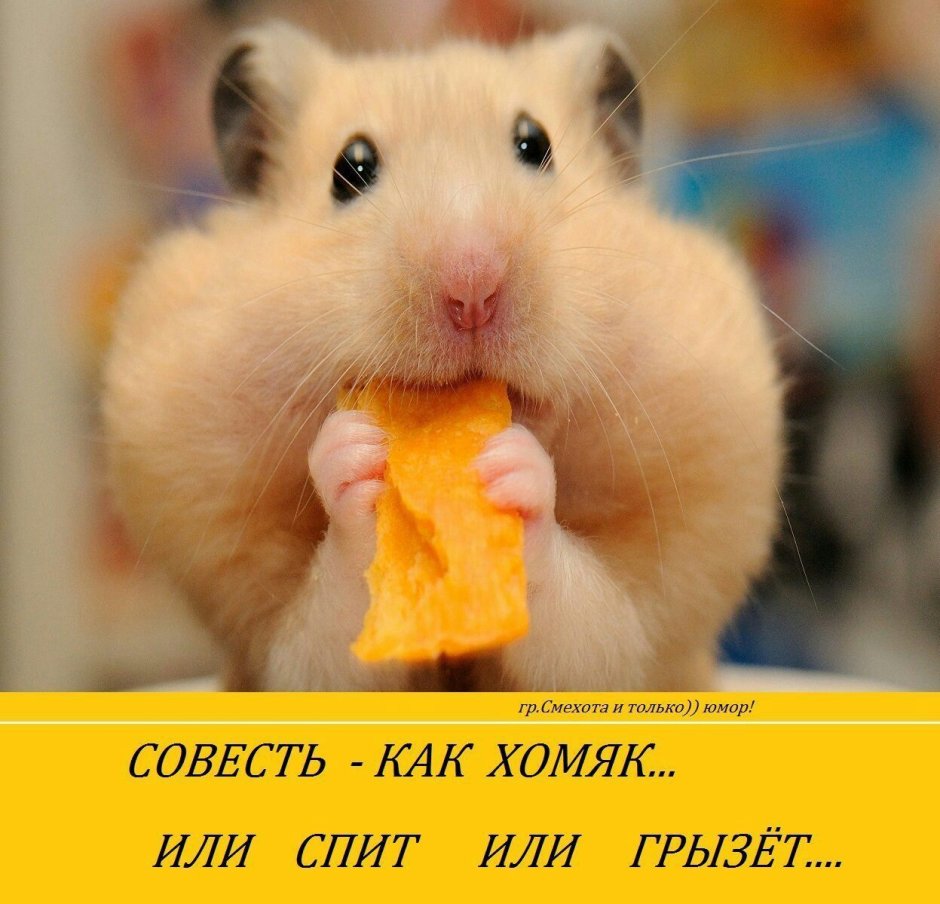Хомяк с печенькой