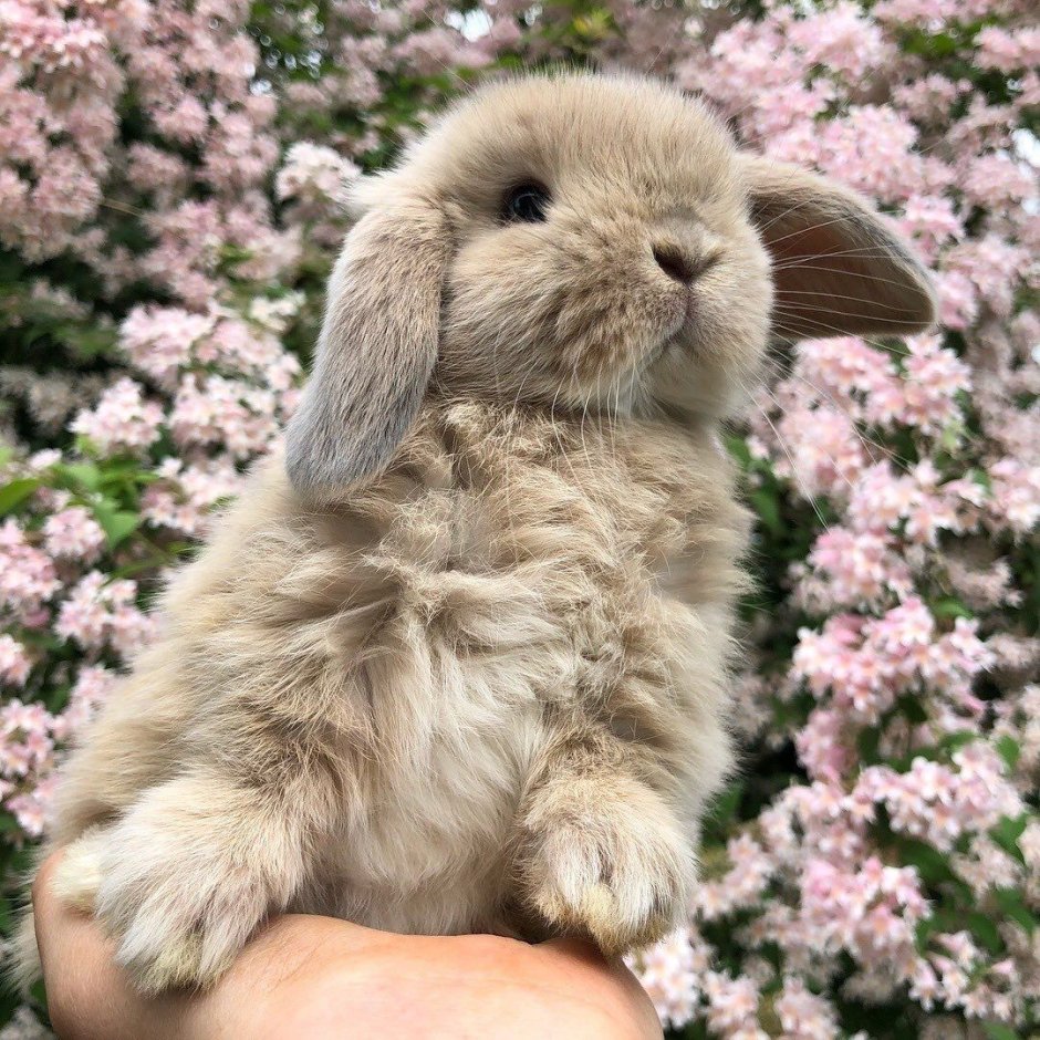Мягкая игрушка спящий Зайка