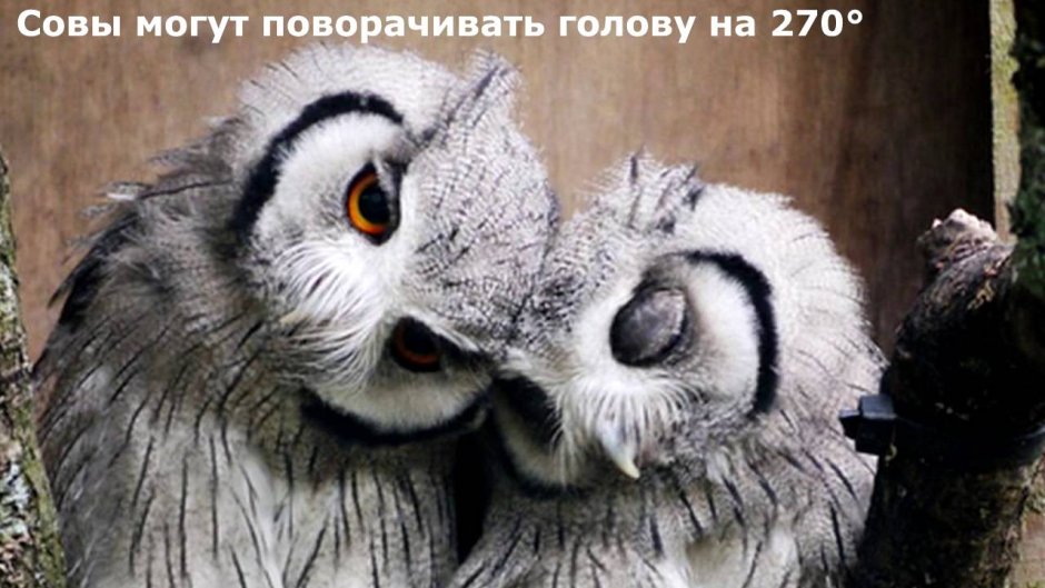 Кроличий Сыч