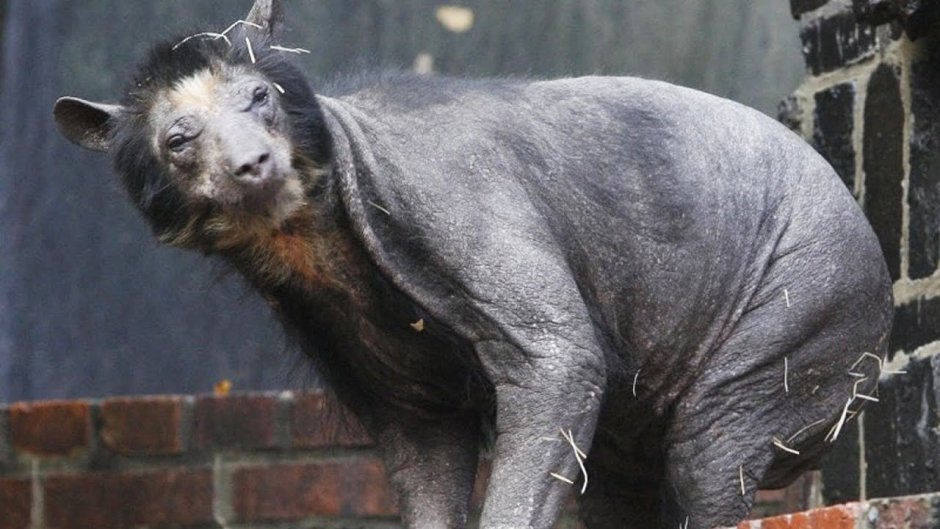 Бритый Полярный медведь