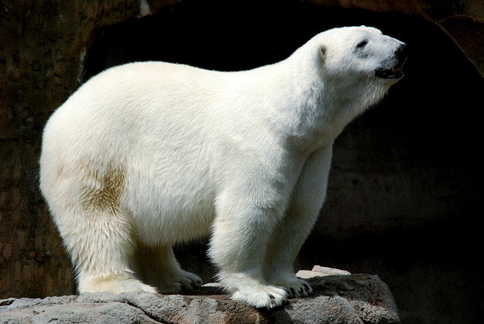 Белый медведь Ursus maritimus