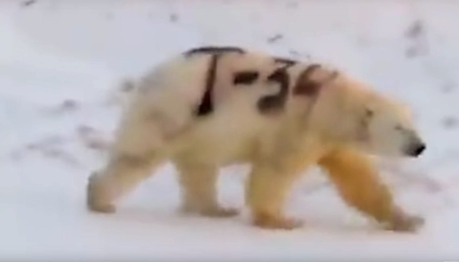 Лысый Гималайский медведь
