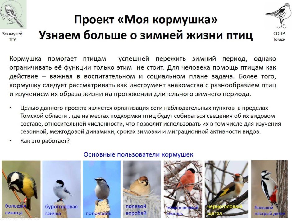 Листовки о зимующих птицах