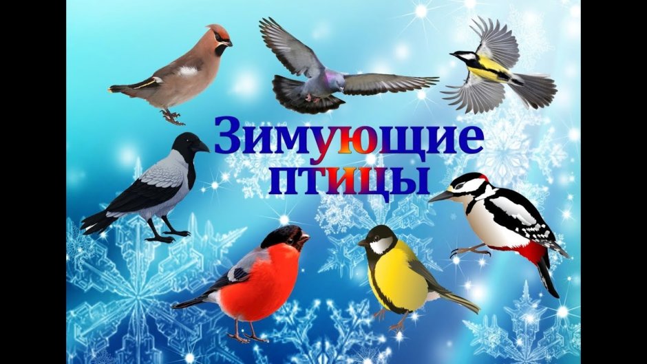 Зимующие птицы