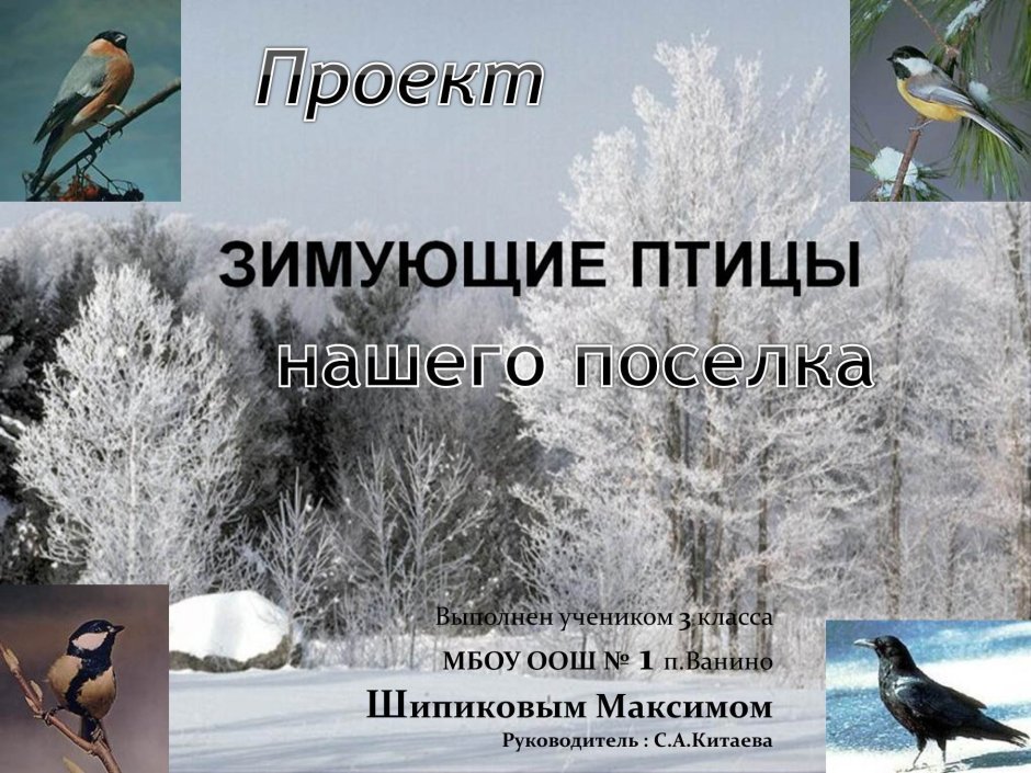 Поползень зимующая птица или нет