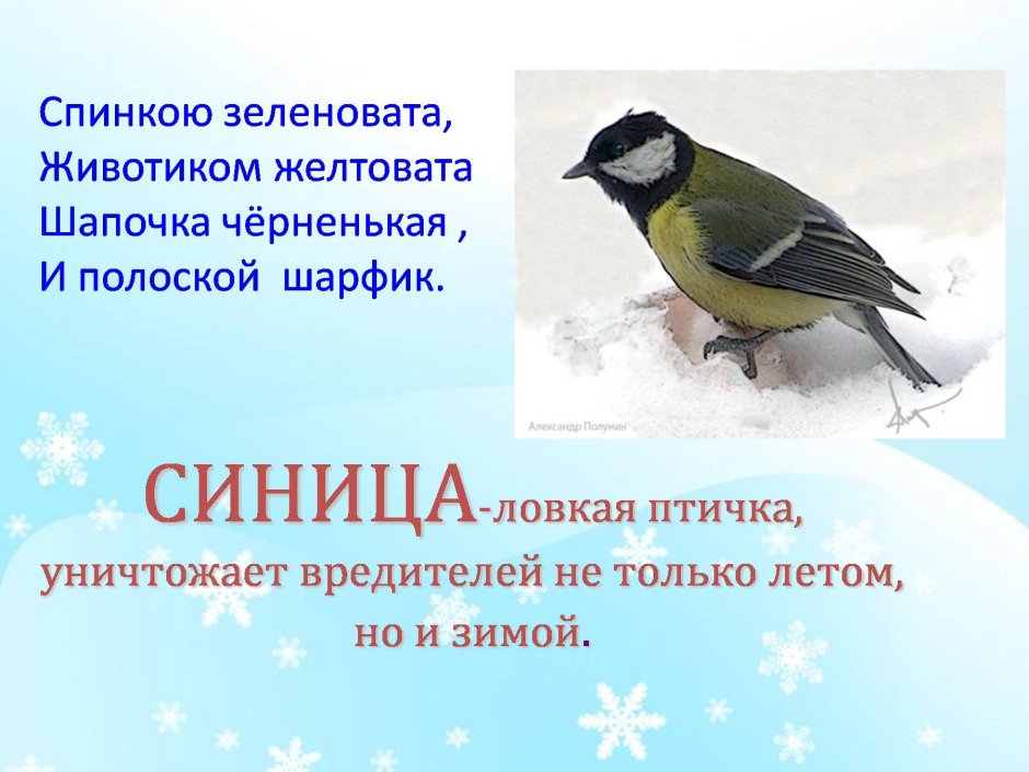 Проект проект зимующие птицы