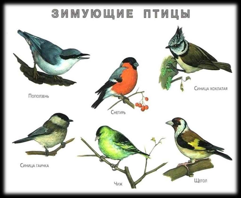 Карточки зимующих птиц для детского сада