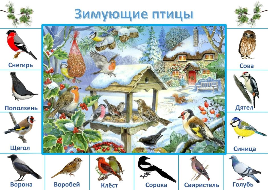 Зимующие птицы Челябинской области