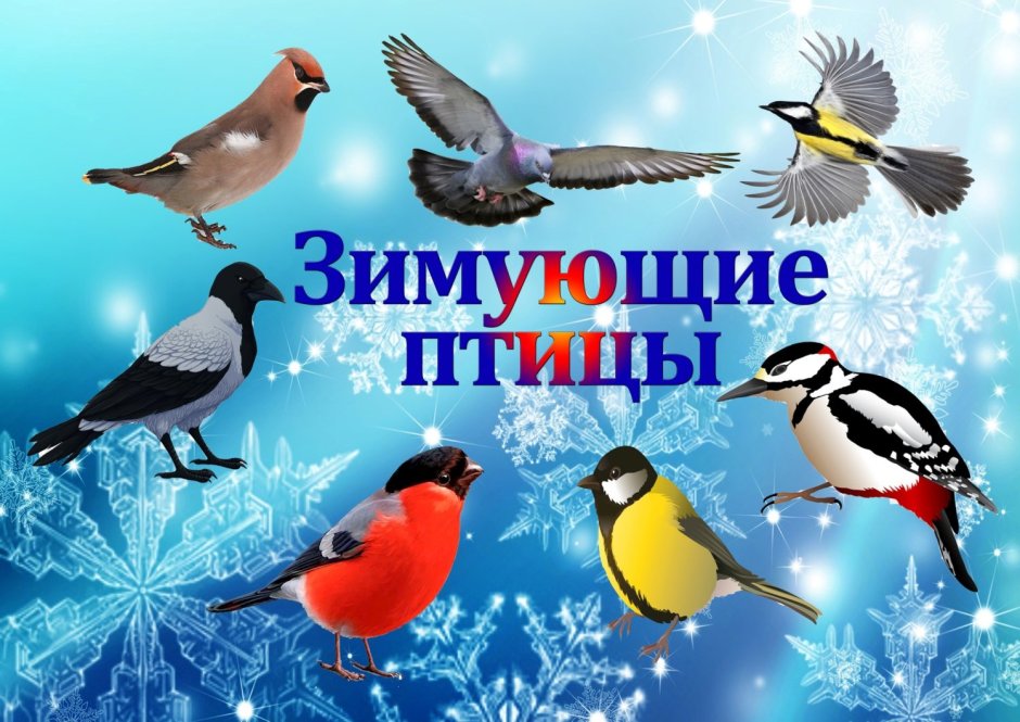 Серый Снегирь pyrrhula cineracea