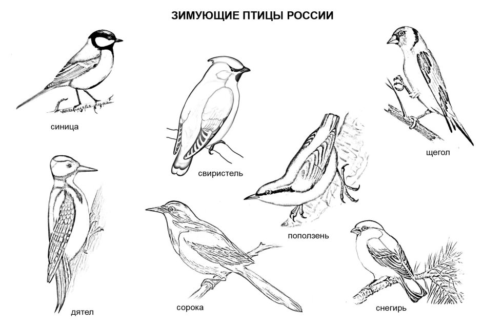 Плакат мозаика-Синтез зимующие птицы