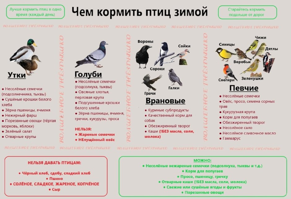 Чем кормить птиц