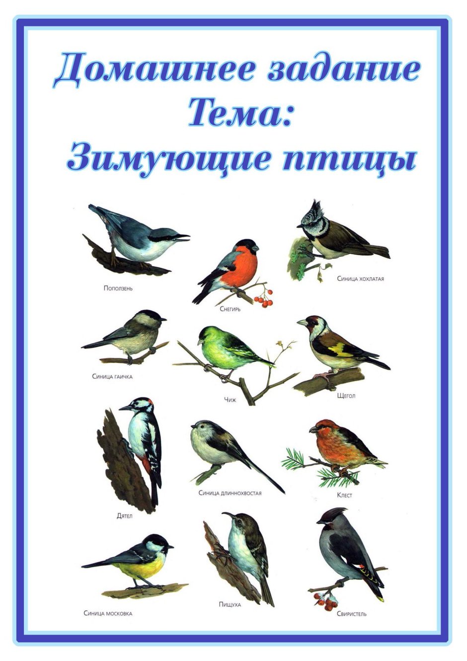 Паспорт зимующих птиц